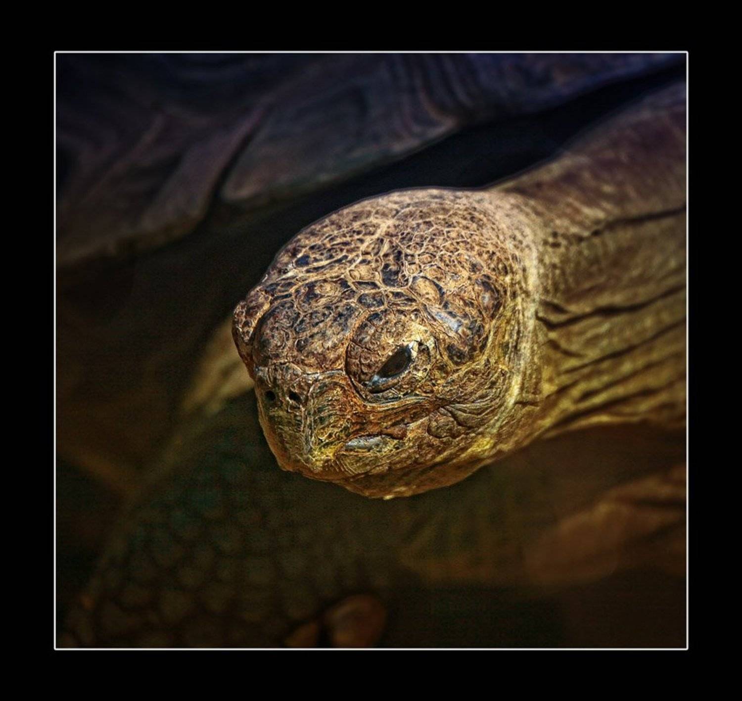 черепаха, Сергей Милицкий