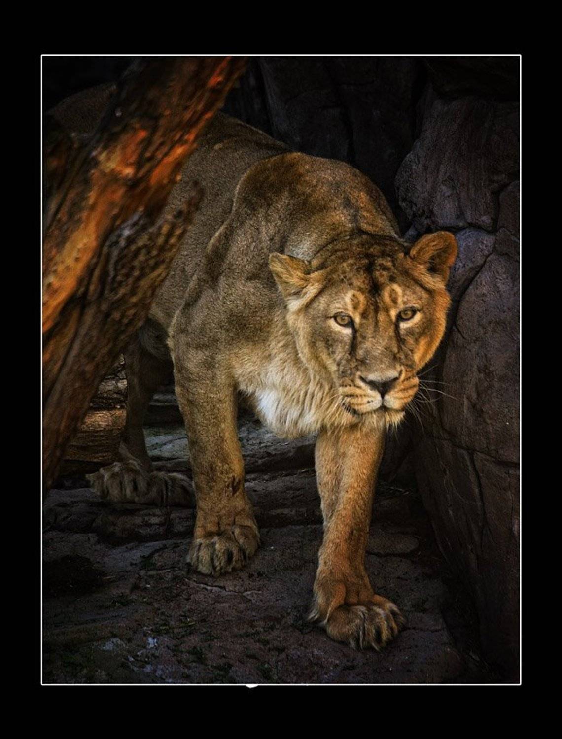 Парадный портрет. Автор: Сергей Милицкий львица, Сергей Милицкий