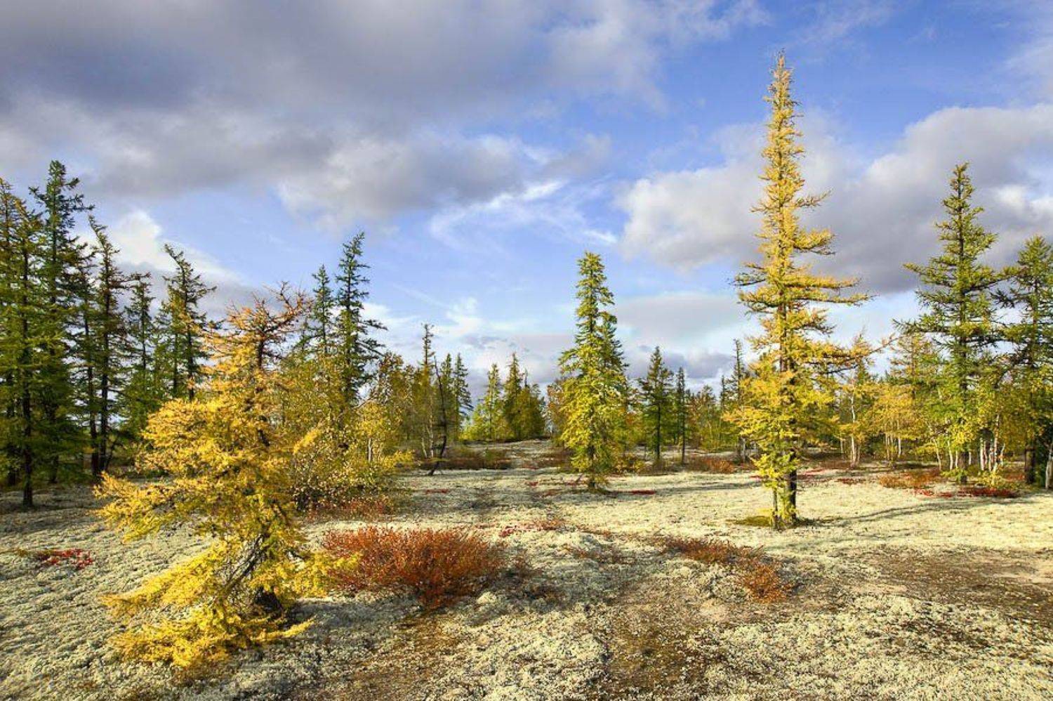 тундра, осень,, Igor Nelinov