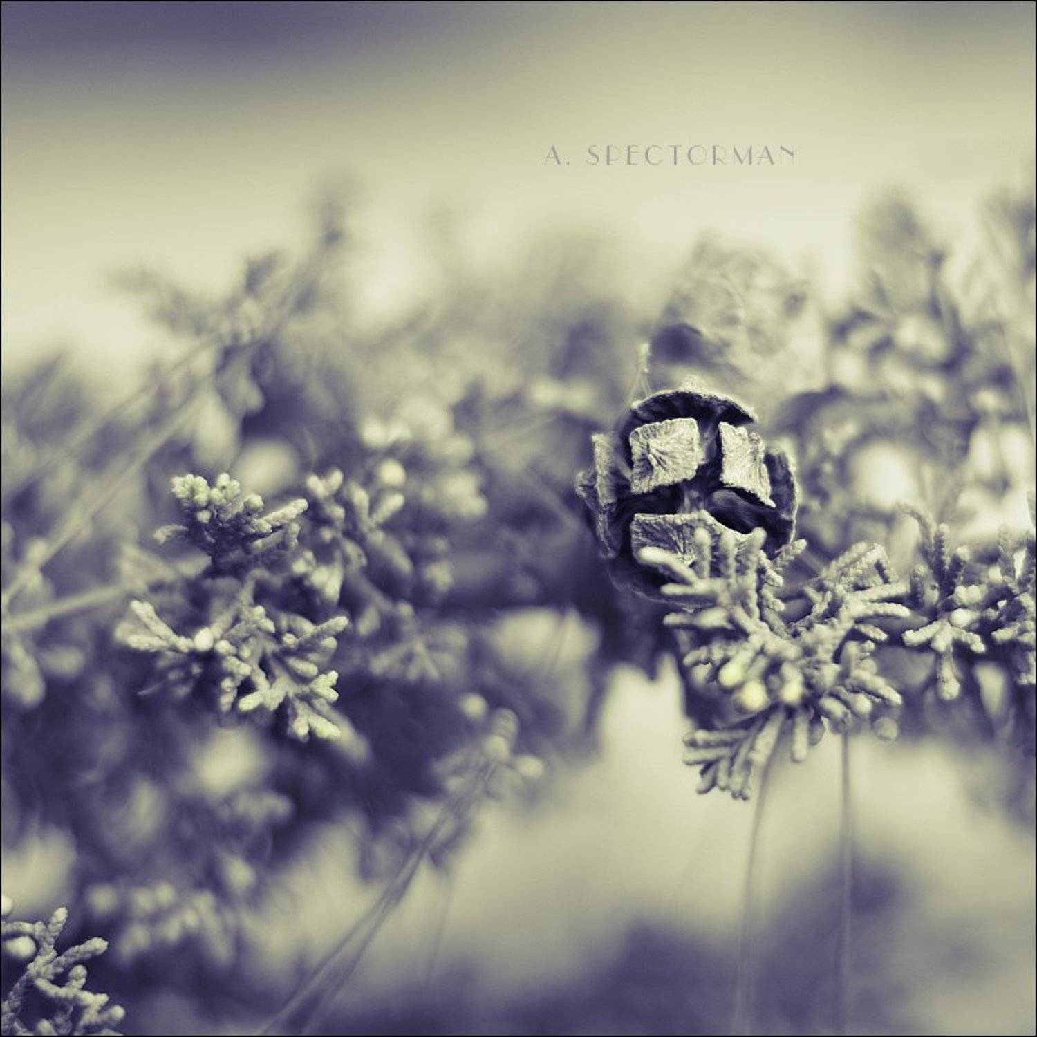 ***. Автор: Алёна Спекторман , Алёна Спекторман