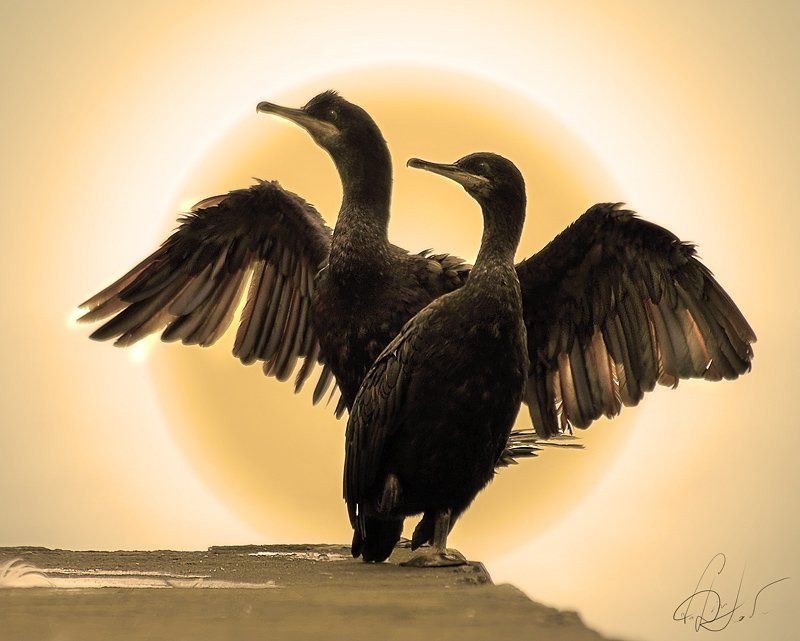 Песнь о бакланахphoto preview