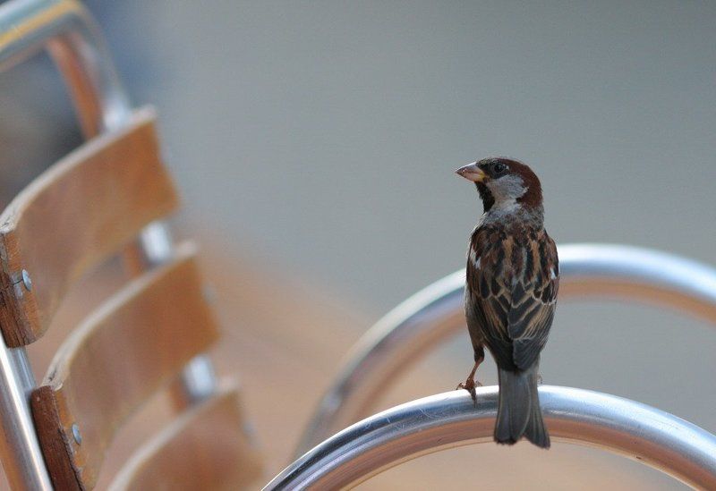 воробей, стул ...photo preview