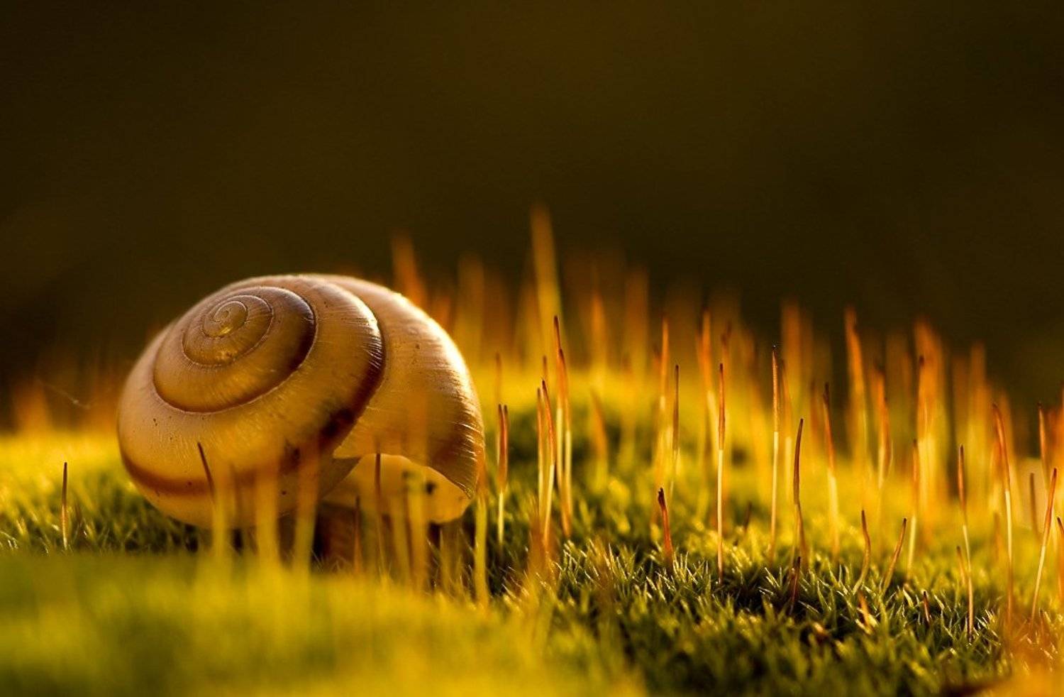 мох, свет, улитка, Юлия