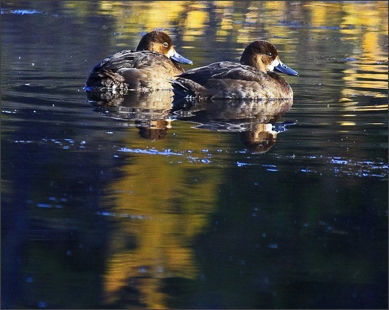 Осень в пруду.photo preview