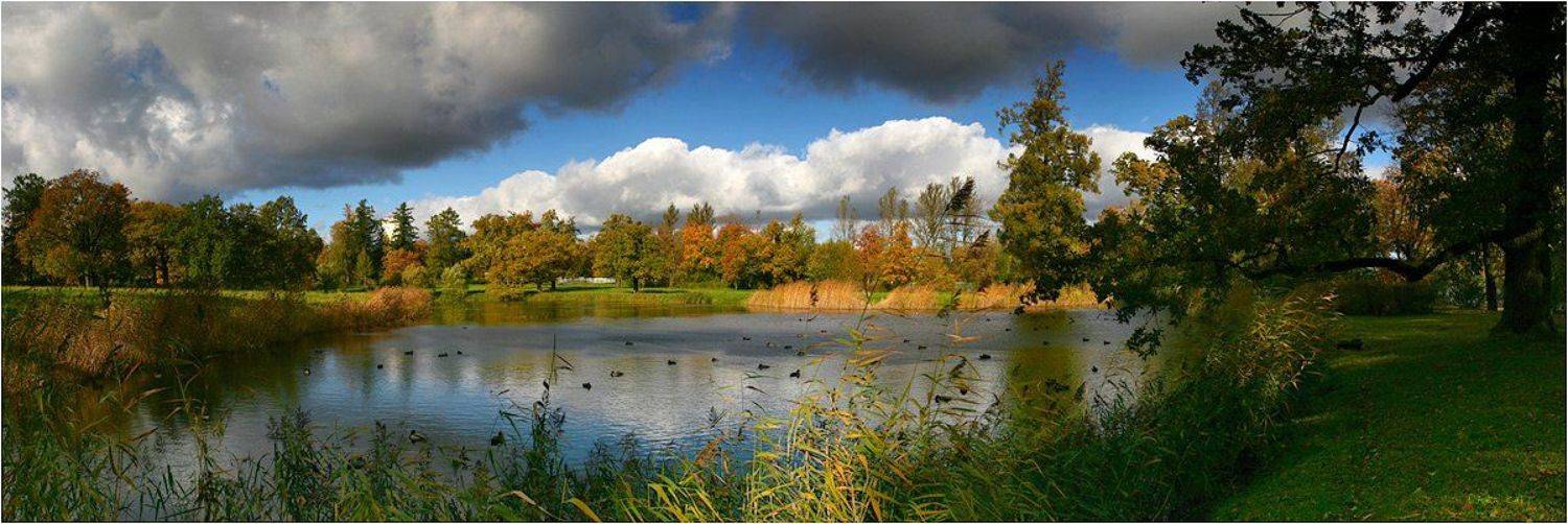 царское, село, парк, , осень, погода, озеро, утки, Darn Cat