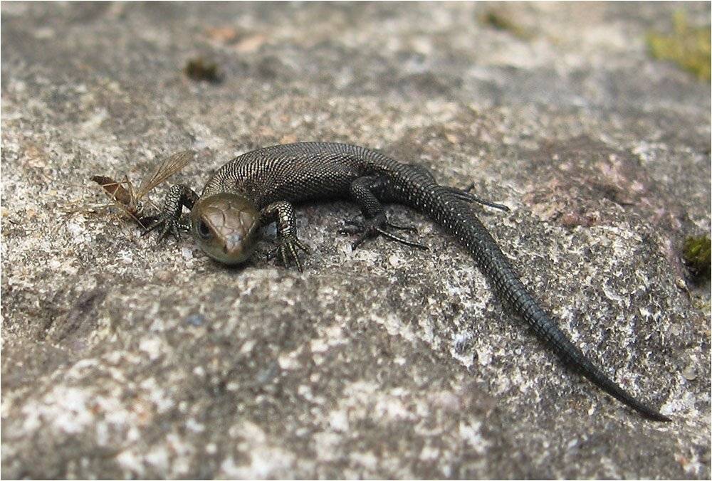 Вот и песенке конец.... Автор: КарОл ящерица, КарОл