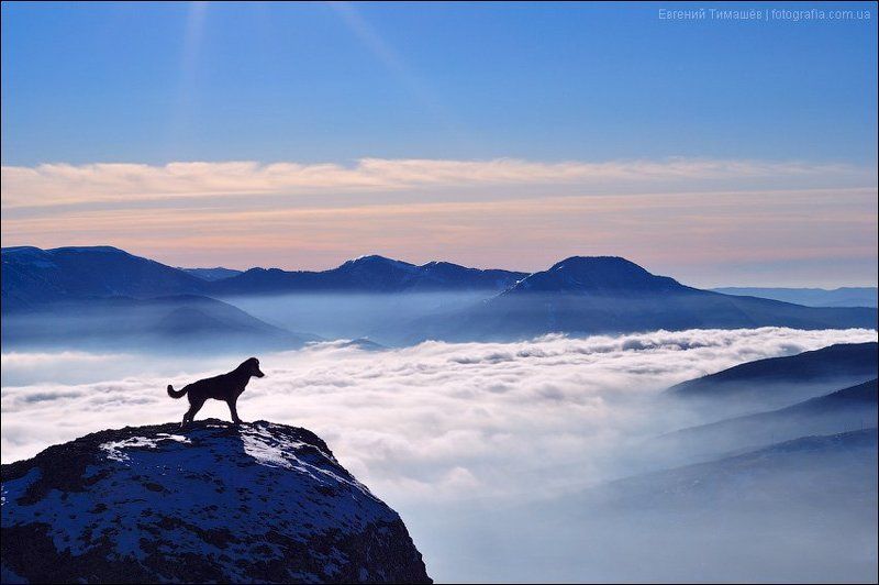 крым, демерджи, горы, собака Созерцаниеphoto preview