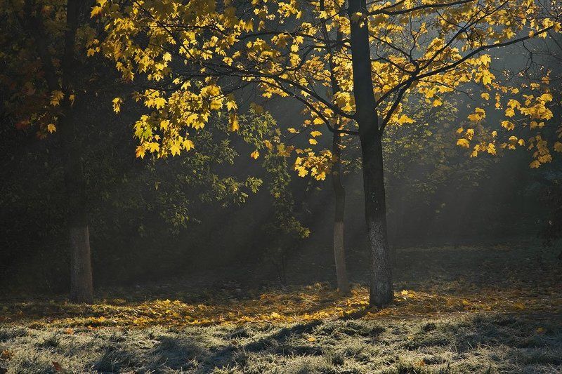 утро, город, туман Утромphoto preview