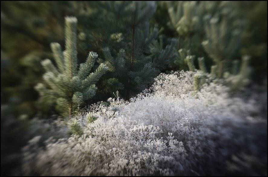 иней, перекати-поле, lensbaby, Самолинов Андрей