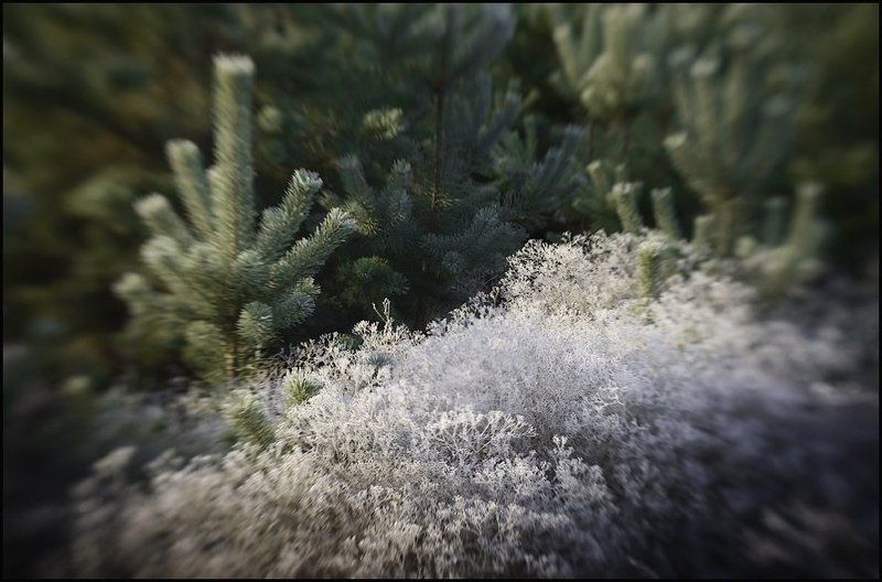 иней, перекати-поле, lensbaby Первые заморозкиphoto preview