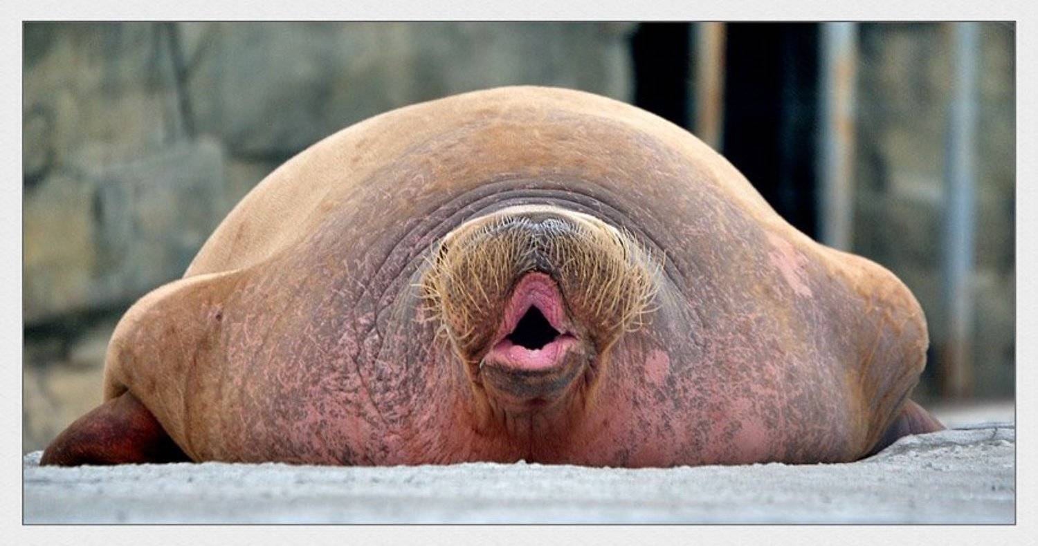 , Сергей Милицкий