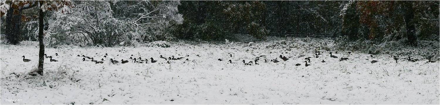 сегодня, утки, снег, октябрь, миграция, пешком, по, сугробам, Darn Cat