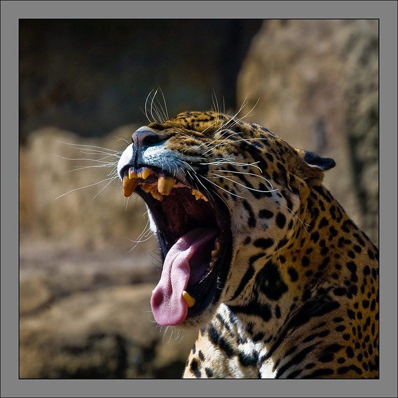 Голос - это... - 2photo preview