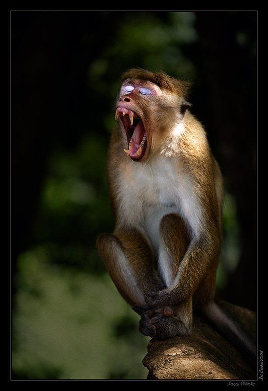 Голос - это... - 3photo preview