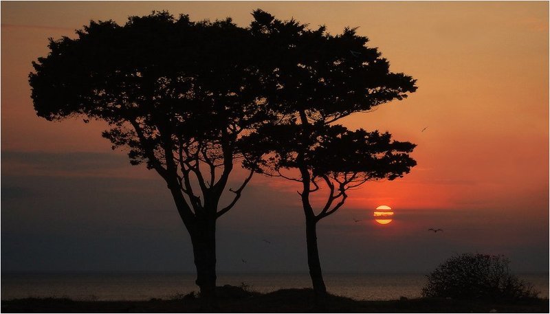 Севастопольская саванна...photo preview