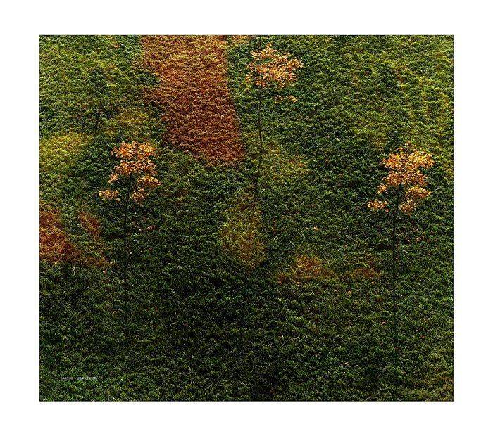 Осеннее панно. Автор: Лариса Запатрина , Лариса Запатрина