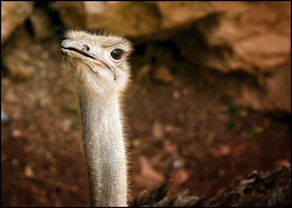 страус, Самолинов Андрей