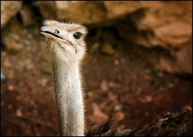 страус Че дают?)photo preview