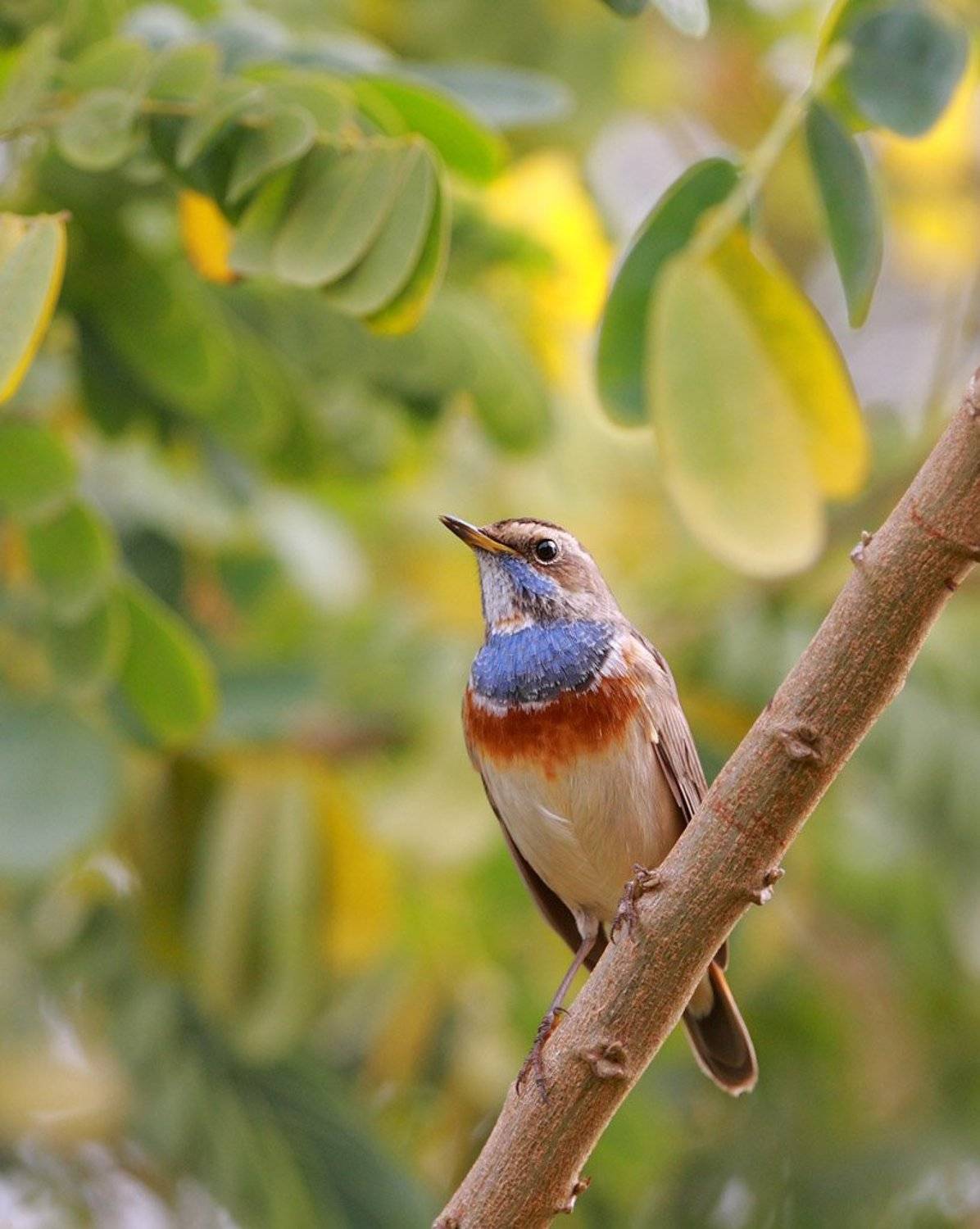 варакушка, Дмитрий Калмыков