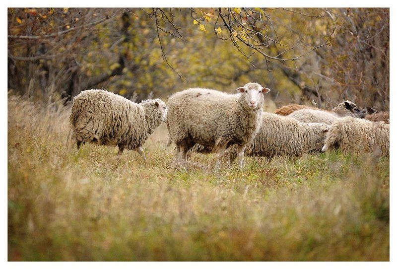 проходящие мимоphoto preview