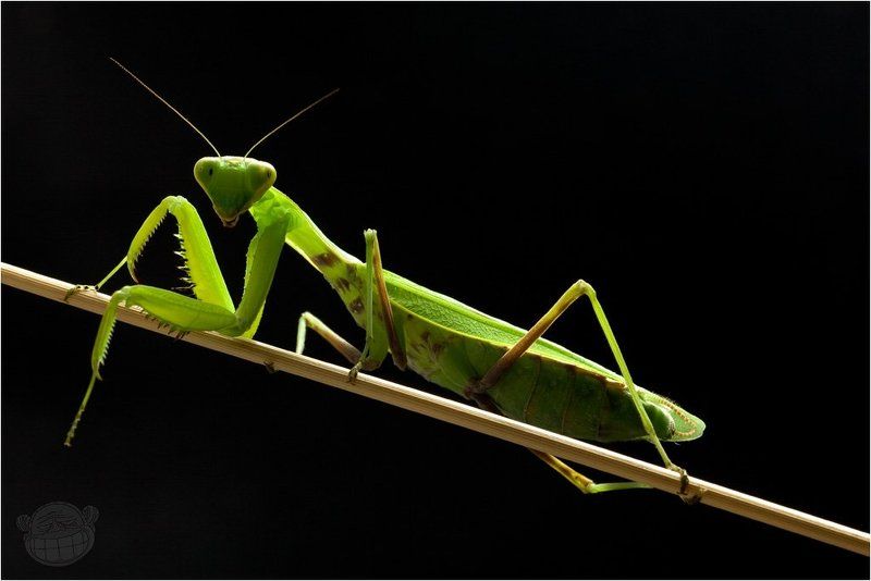 богомол, макро, имаго, самка Куртизанкаphoto preview