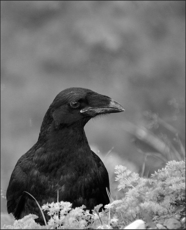 КУТХphoto preview