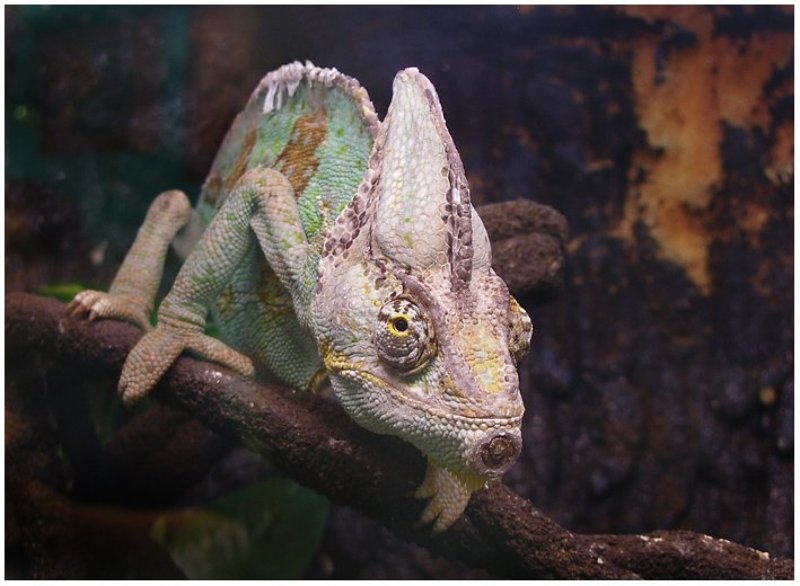 Монстрphoto preview