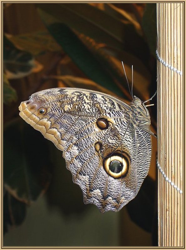 Орнаментыphoto preview