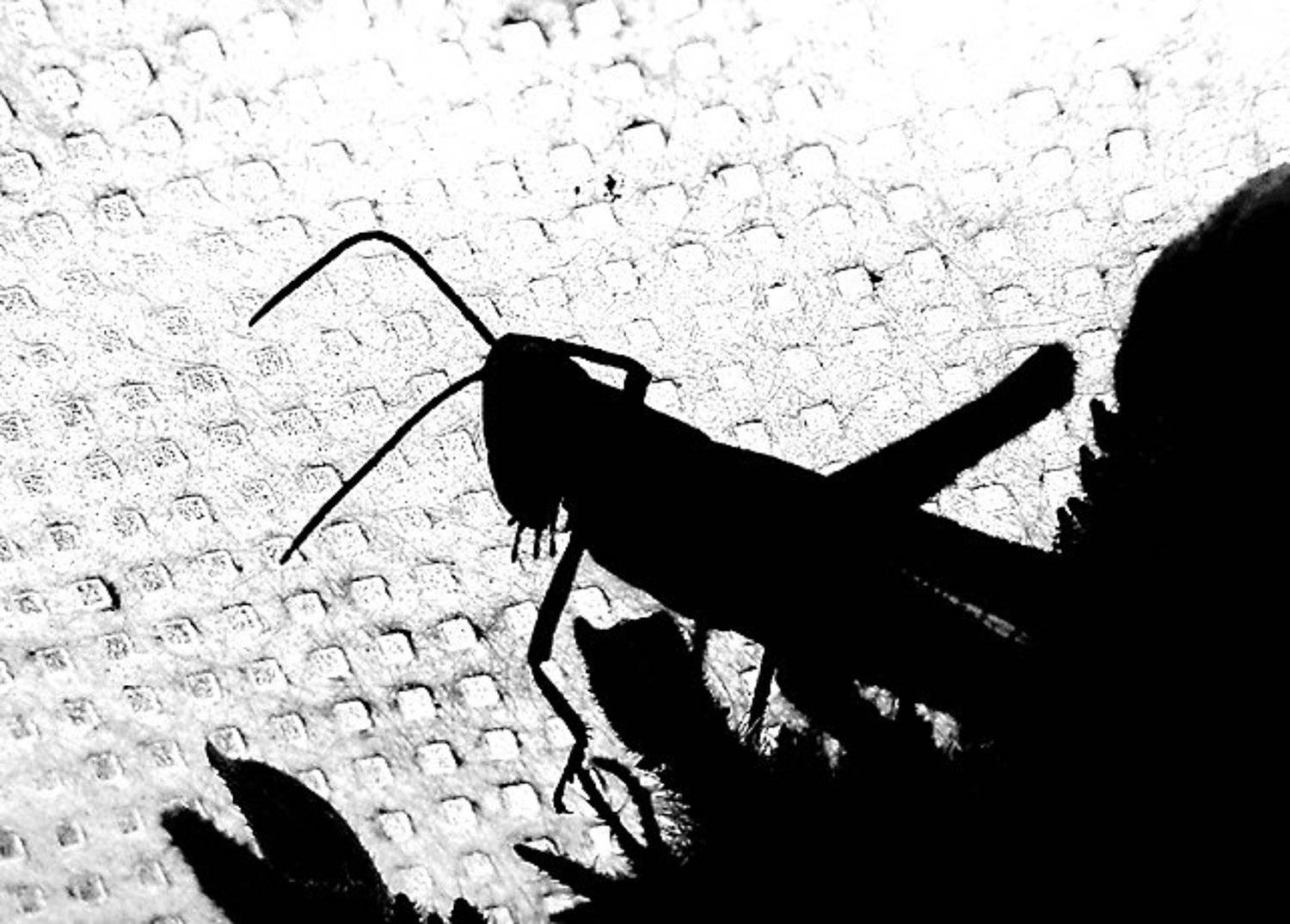 Старый мультик. Автор: Angel-b кузнечик, Angel-b