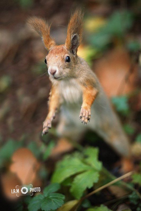 белка Белочка :)photo preview