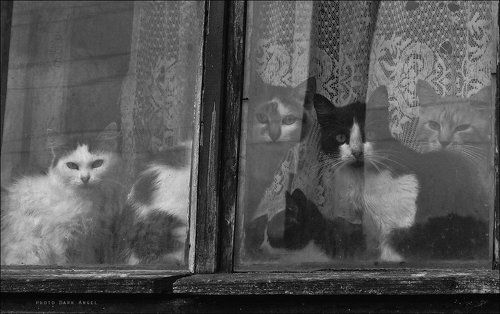заоконная котобанда