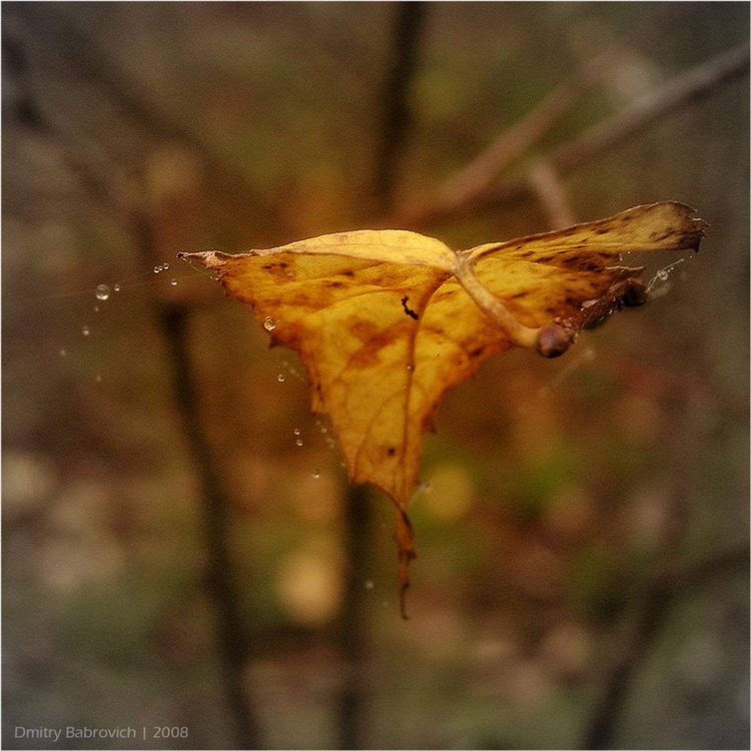 осень, лист, Dmitry Babrovich