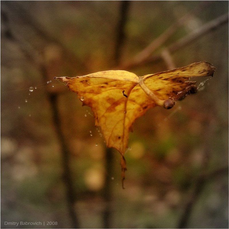 осень, лист осенняяphoto preview