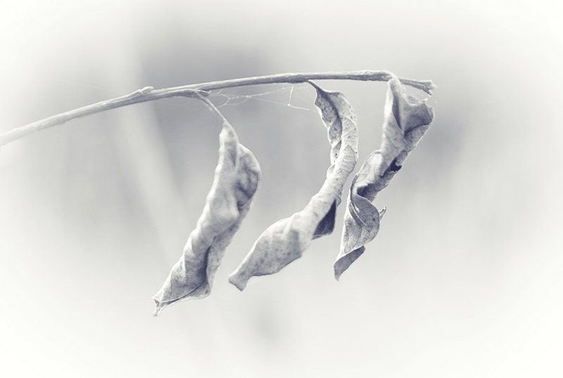 чб, листья, природа Минимализмphoto preview