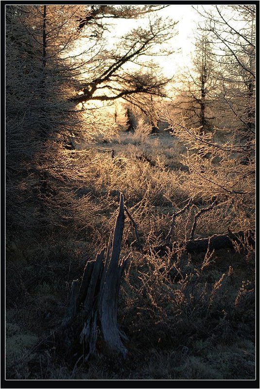 утро,предзимье,тайга Морозное утроphoto preview