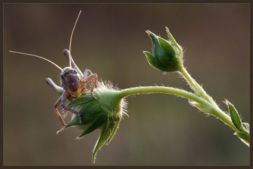 Ждёт земляники. Автор: Linas T , Linas T