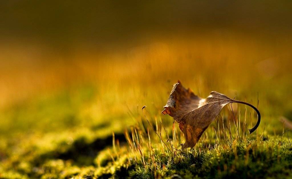 мох, лист, свет, Юлия