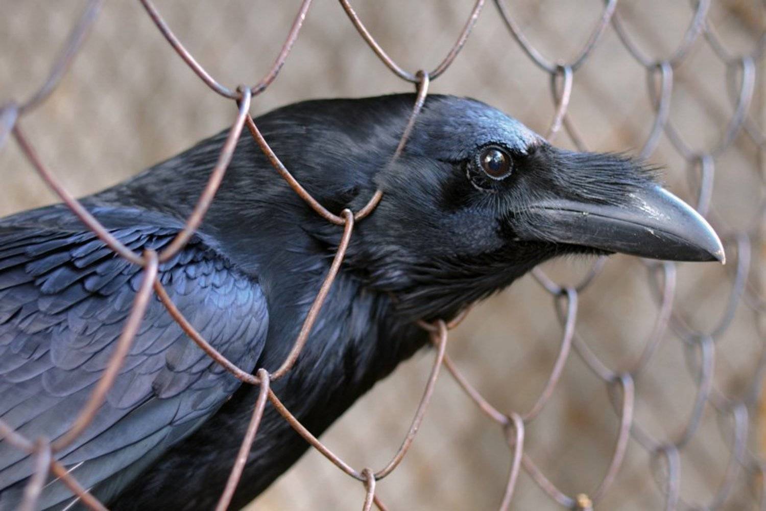 Ворон. Автор: lex , lex