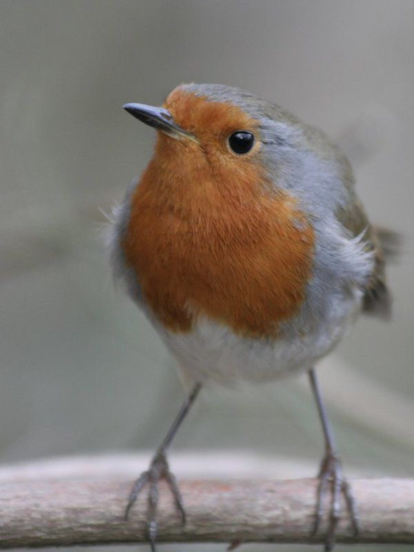 Зарянкаphoto preview