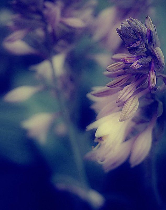 Morningphoto preview