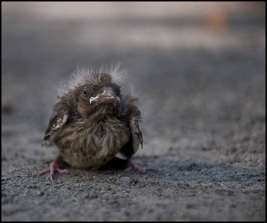 Я белый и пушистый, просто времена тяжелые.... Автор: Alexey Volkov , Alexey Volkov