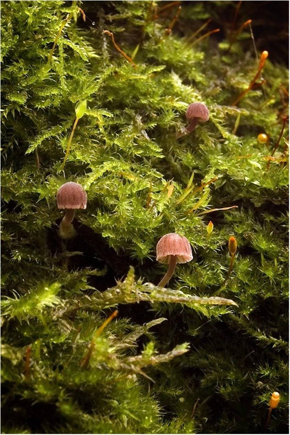 , Срибный Евгений