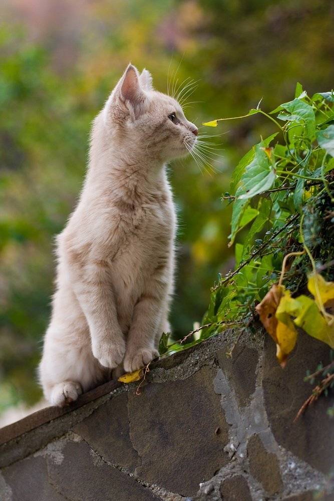 ***. Автор: Владимир , Владимир