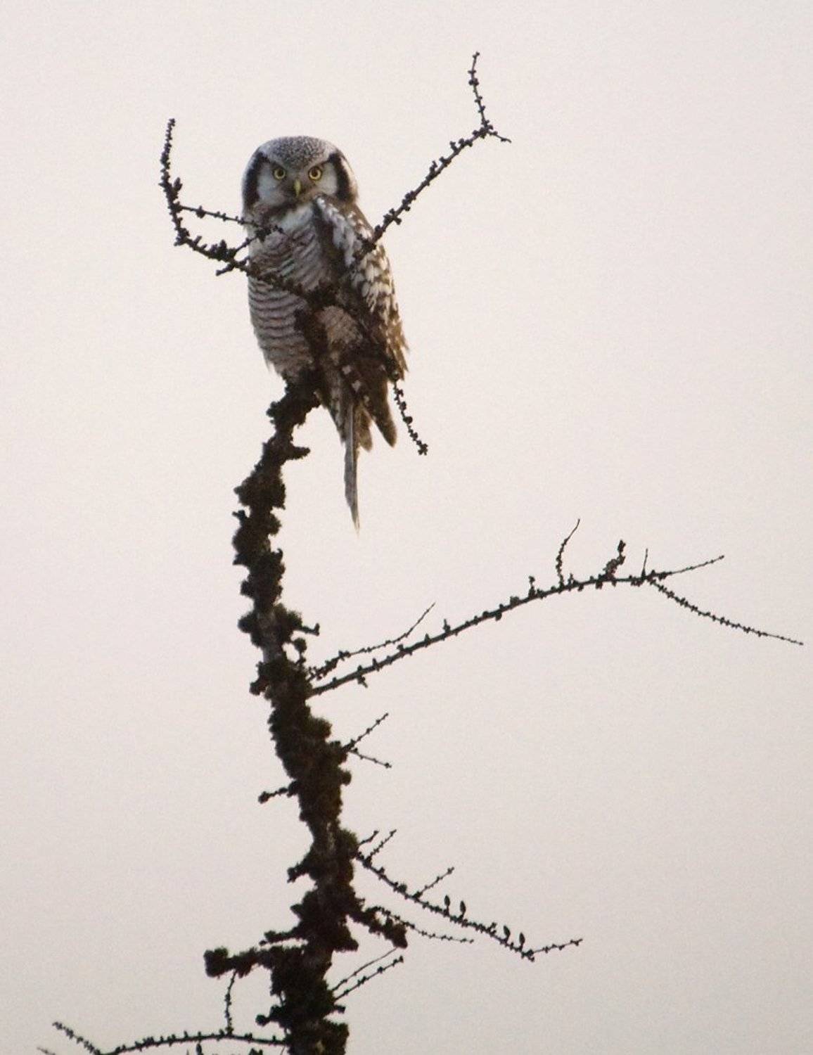 Охотница. Автор: Danil Husainov север,животные, сова, Danil Husainov