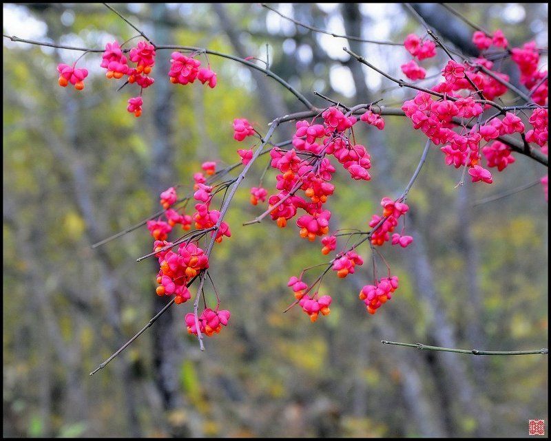 сигулда, бересклет Цветы Осениphoto preview