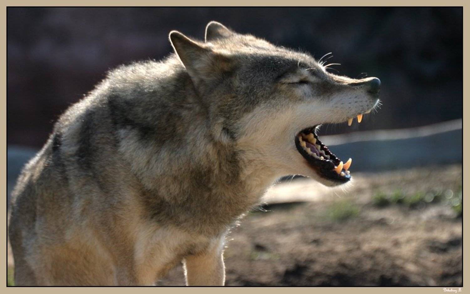 волк, песня, Dikobraz