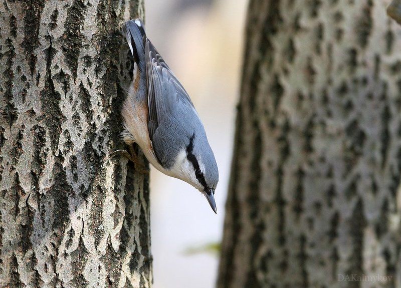 поползень Выползеньphoto preview