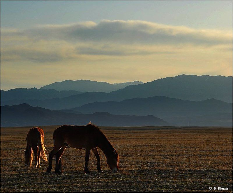 Тональное настроениеphoto preview