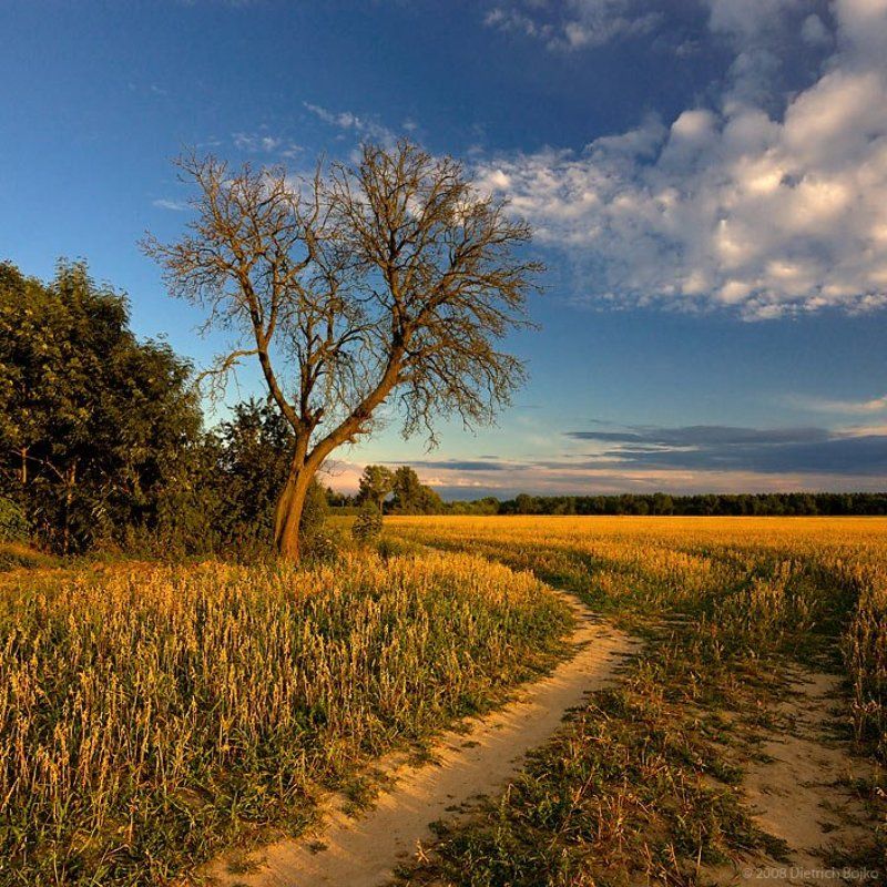 поле,пейзаж,вечер,лето,дерево На краю поляphoto preview