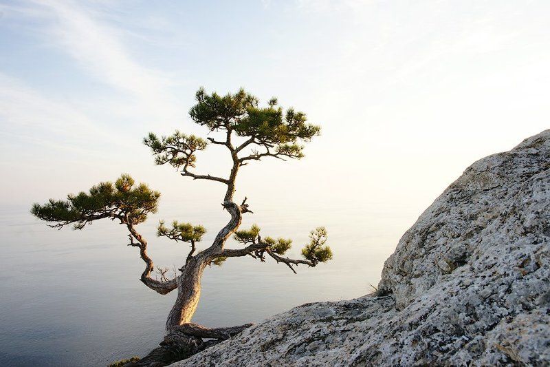 иероглиф, дерево Иероглиф.photo preview